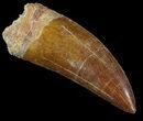 Serrated Carcharodontosaurus Tooth - Excellent Enamel #52471-1